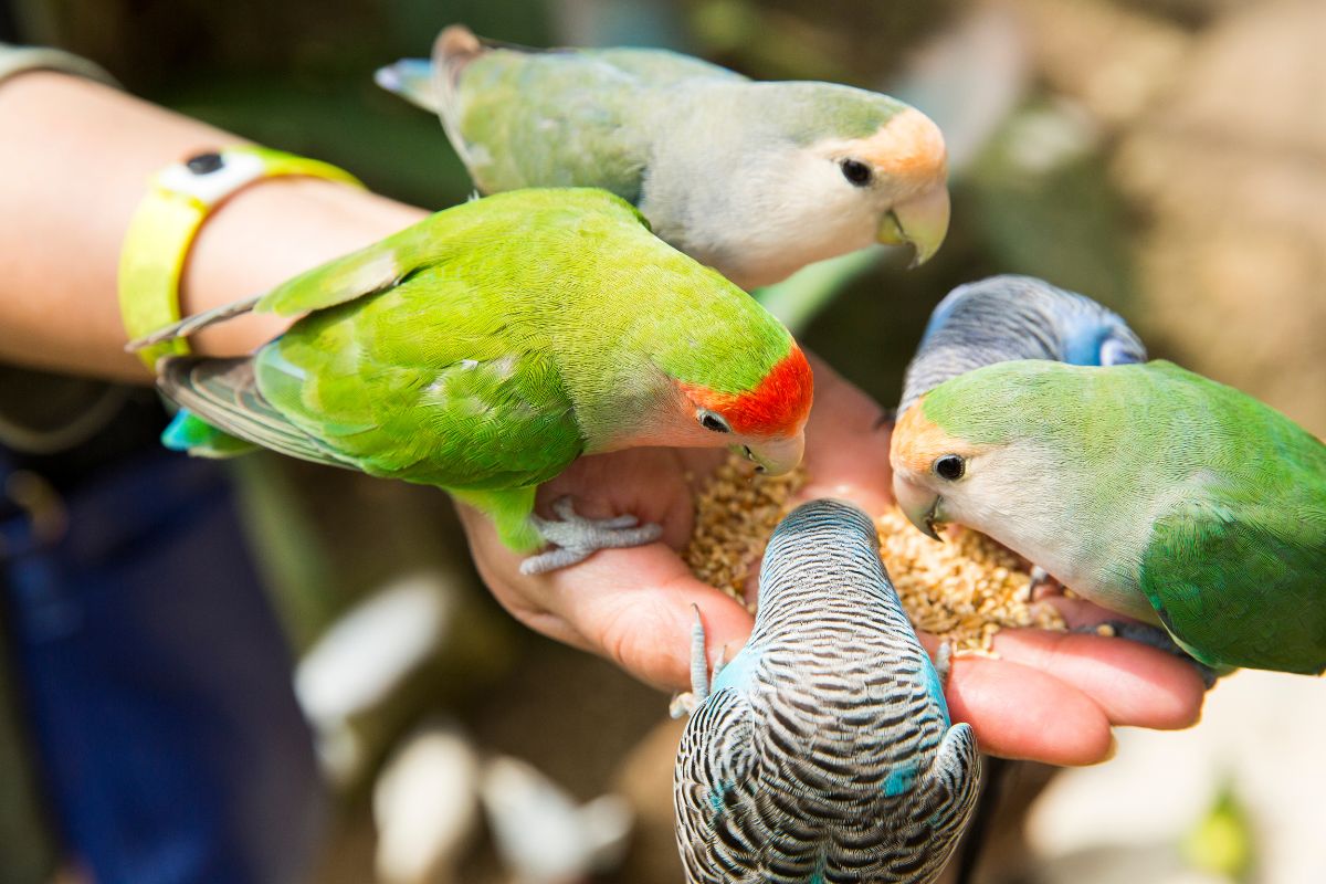 Chewy’s Spend $50 Get $10 Off Deal: Save Big on Pet Supplies in 2025