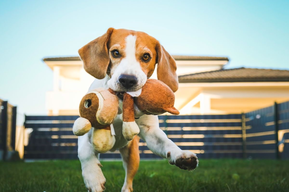 Top Chewy Toy Discounts: Plush, Chew, & Puzzle Toys for Less