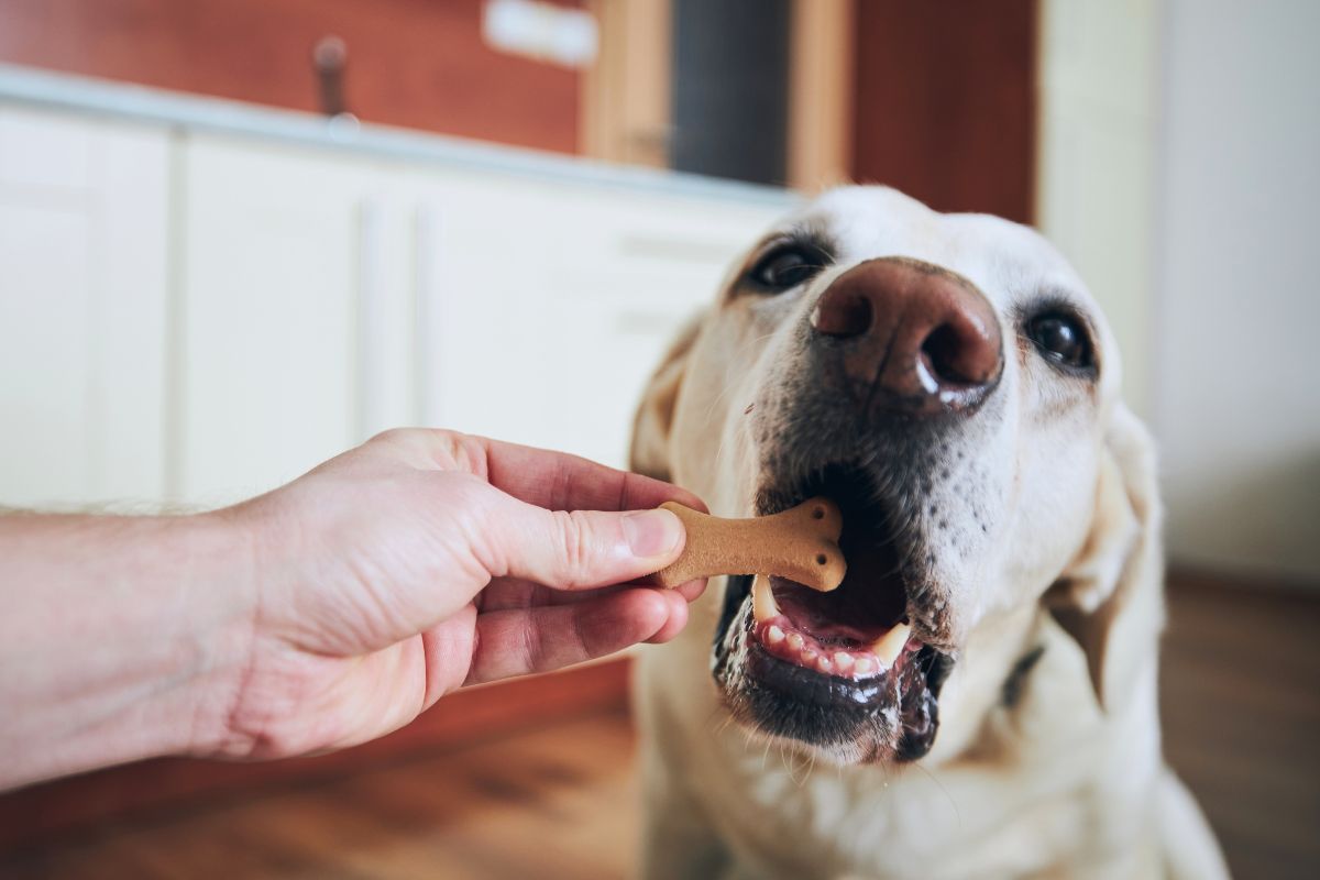 Chewy Dog Food Trial Packs: Sample Premium Brands Before You Commit