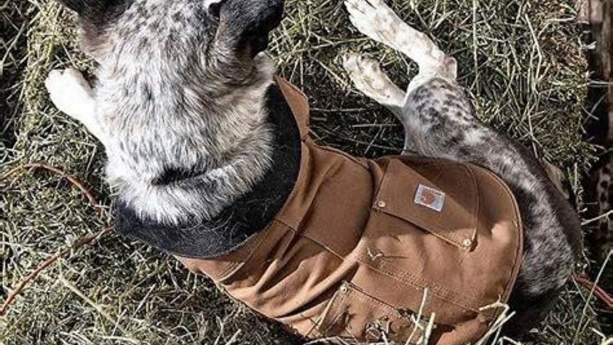 Carhartt Firm Duck Insulated Dog Chore Coat: Rugged Protection for Your Four-Legged Companion