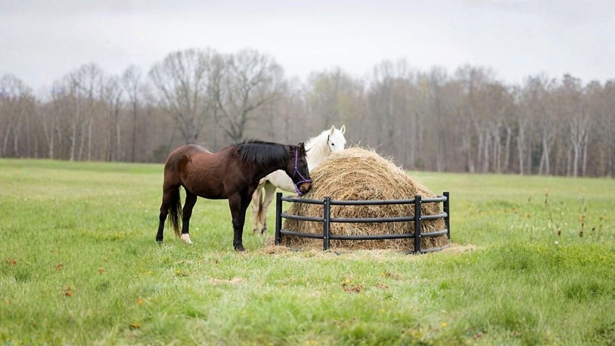 Century Livestock Feeders 2,000 lb. Horse Hay Feeder: Built for Smarter, Long-Term Feeding Efficiency