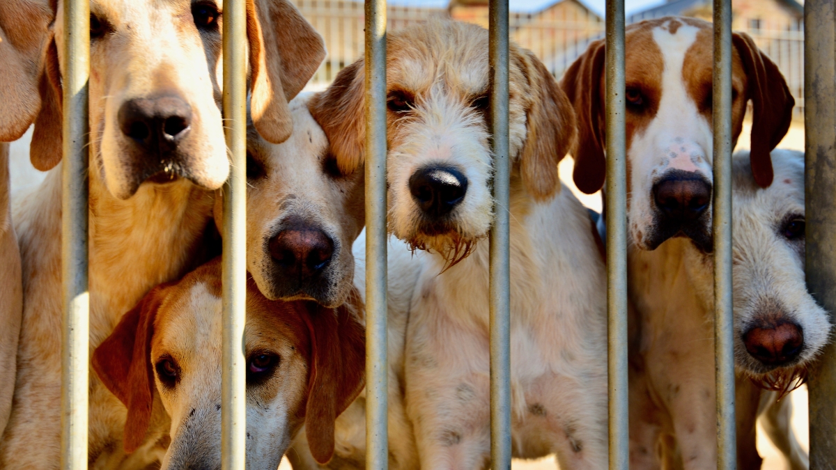 How Dog Boarding Kennels by Care.com Help You Find Safe Pet Care