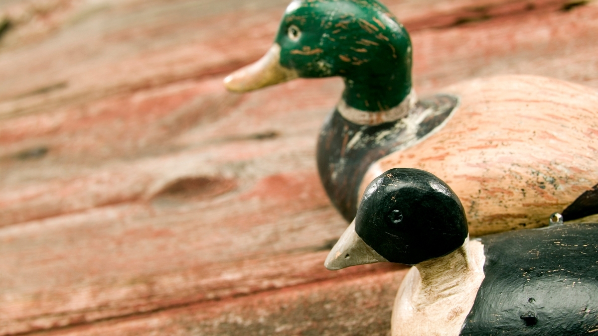 Vintage wooden duck hunting decoys on weathered wood surface, showcasing realistic carving and paint detail.