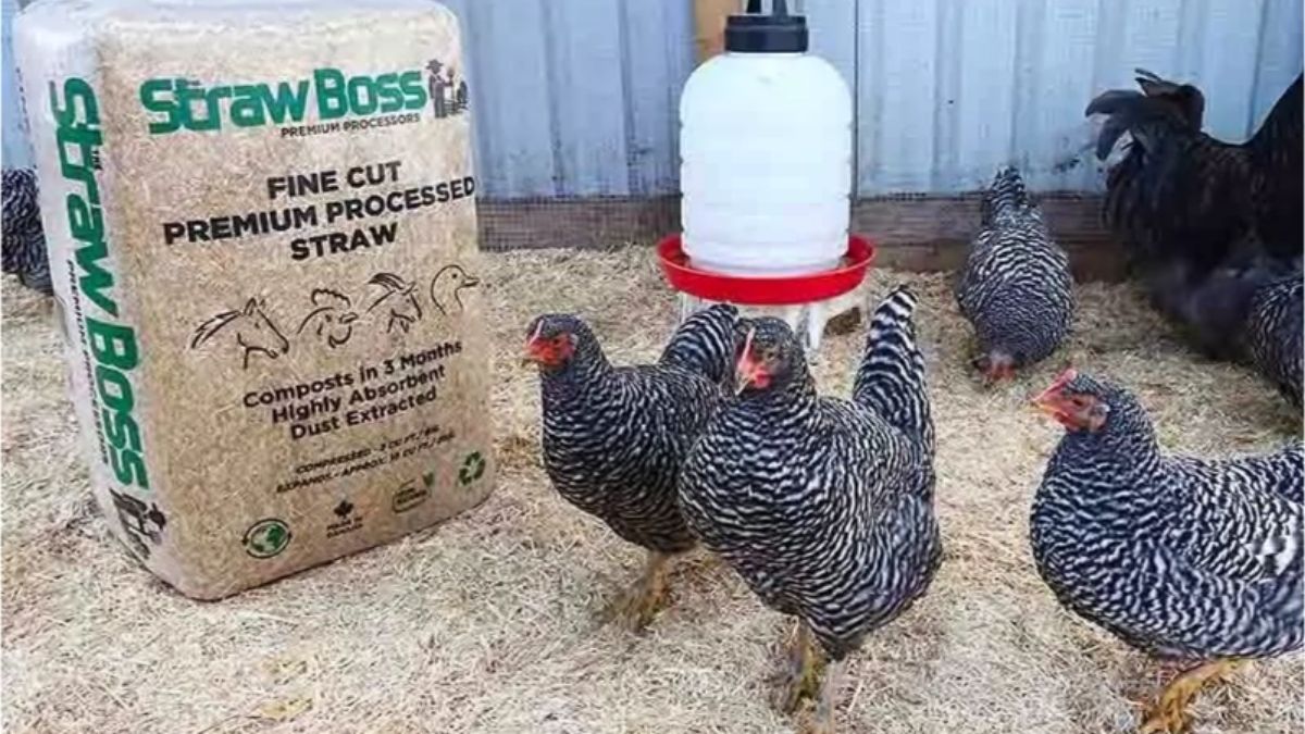 How Greenway Premium Chopped Straw Bedding Improves Comfort and Cuts Barn Mess