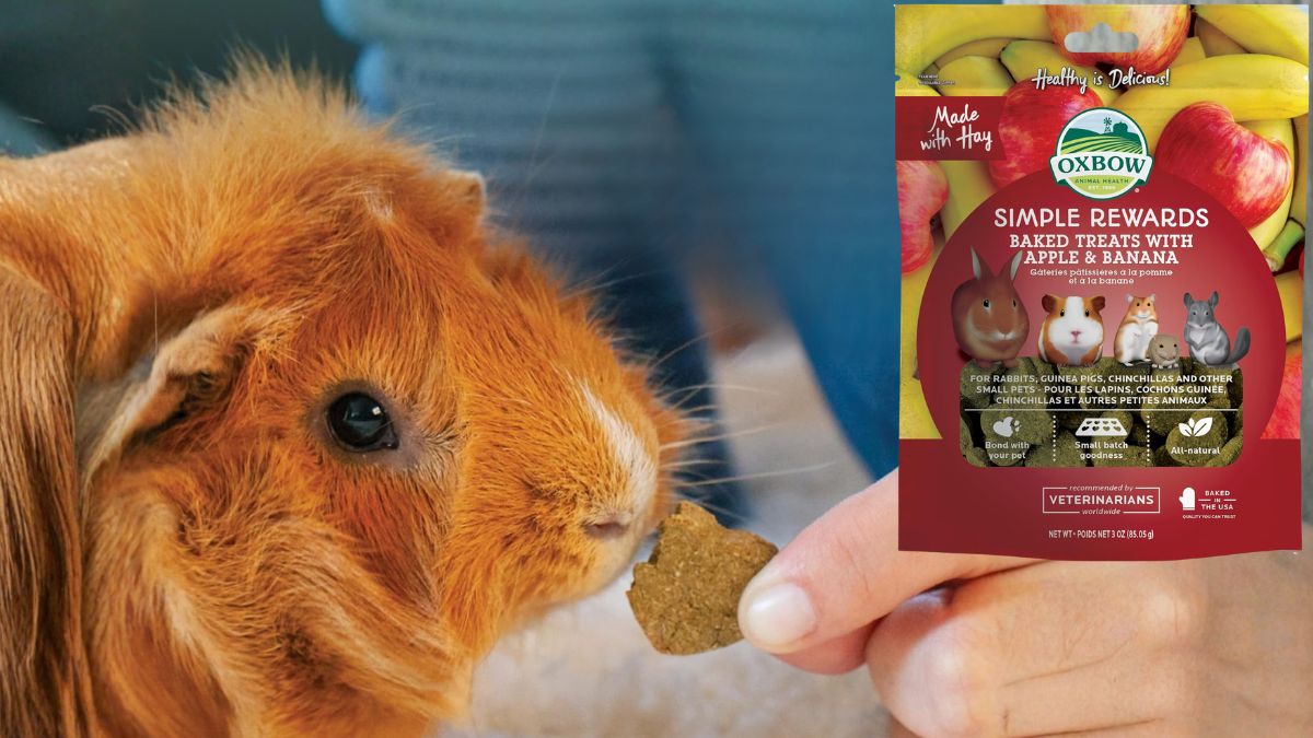Oxbow Simple Rewards Apple Banana Treats